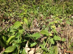 Lamium galeobdolon montanum