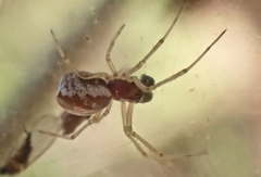 Frontinellina frutetorum