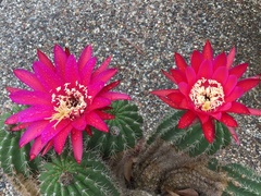 Trichocereus rowleyi