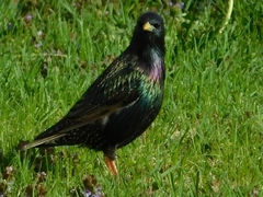 Sturnus vulgaris