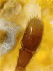 Myrmarachne jacksoni