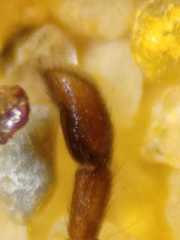 Myrmarachne jacksoni