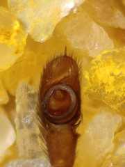 Myrmarachne jacksoni