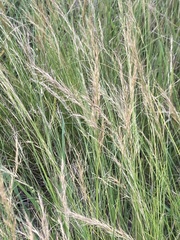 Aristida junciformis