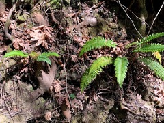 Polystichum californicum × munitum