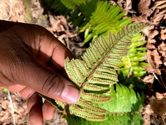 Polystichum californicum × munitum