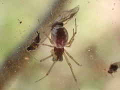 Frontinellina frutetorum