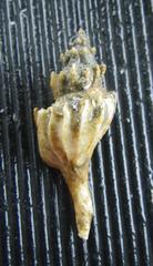 Boreotrophon alaskanus