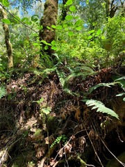 Polystichum californicum × munitum
