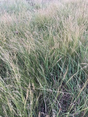 Aristida junciformis