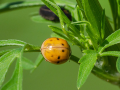 Harmonia axyridis