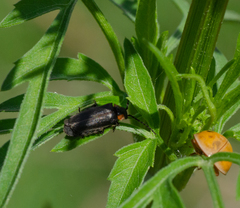 Polemius denticornis