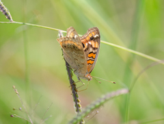 Junonia genoveva hilaris
