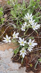 Ornithogalum baeticum