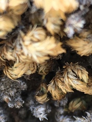 Selaginella eremophila