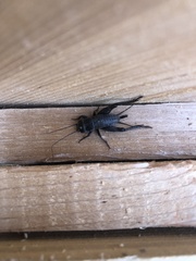 Gryllus rubens
