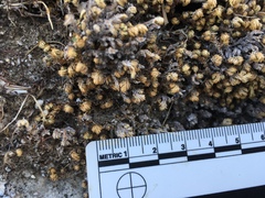 Selaginella eremophila