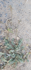 Launaea capitata