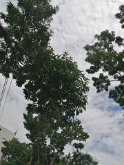 Lagerstroemia speciosa