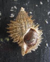 Fusitriton oregonensis