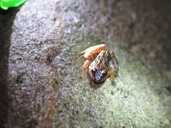 Limnonectes macrognathus