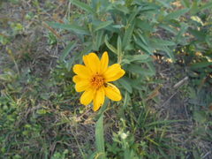 Aspilia pascalioides