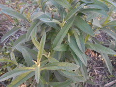 Aspilia pascalioides