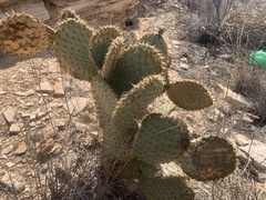 Opuntia strigil