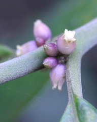 Lasianthus chinensis