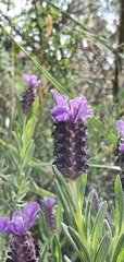 Lavandula stoechas image