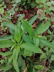 Ruellia tuberosa