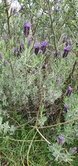 Lavandula stoechas image