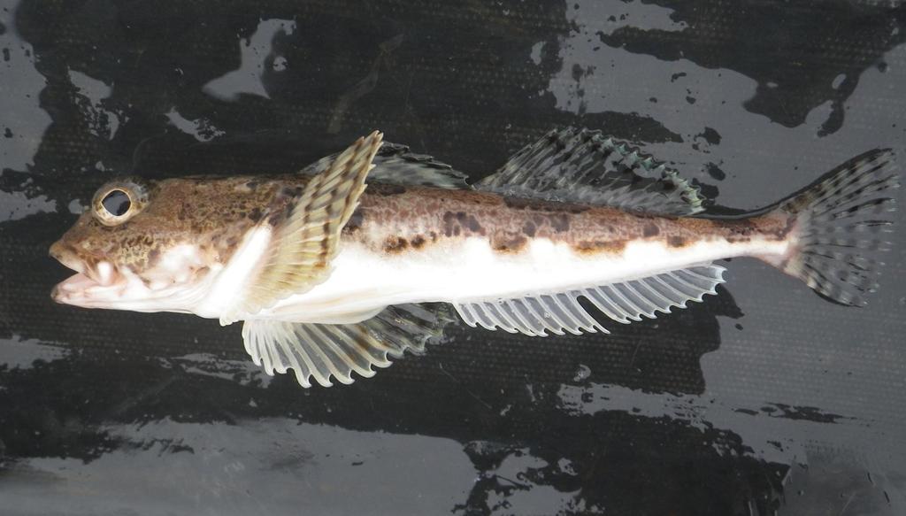 Threaded Sculpin