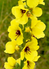 Verbascum boerhavii