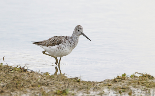 Archibebe claro (Tringa nebularia)