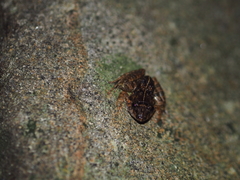 Limnonectes macrognathus