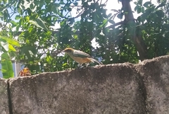Stilpnia cayana
