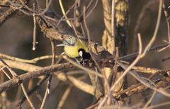 Parus major