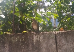 Turdus ignobilis