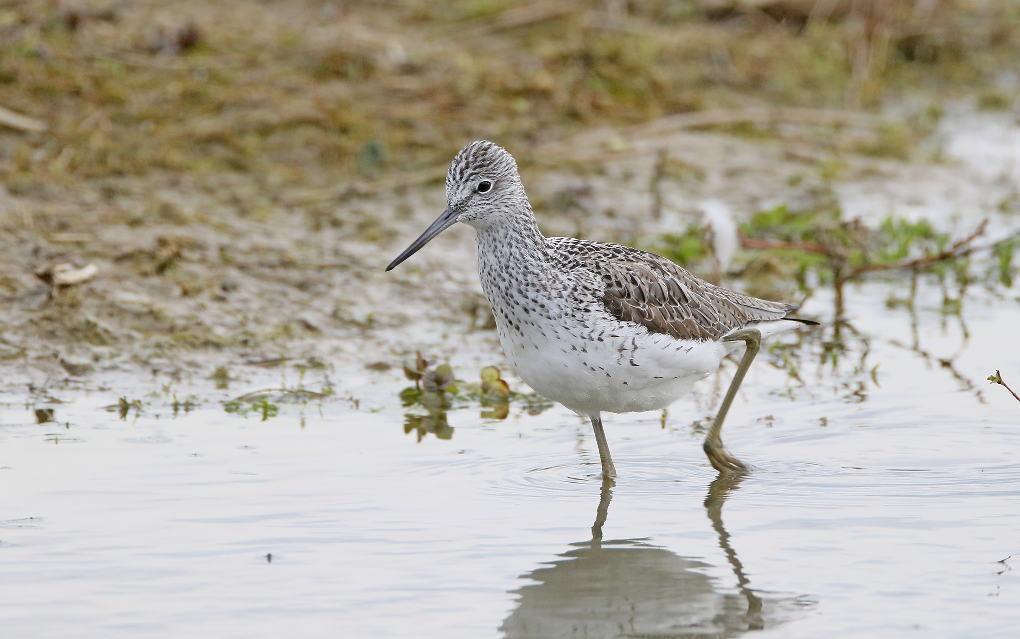 Common Greenshank (Tringa nebularia)