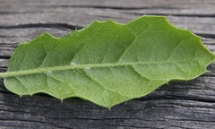 Quercus agrifolia agrifolia