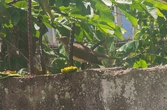 Turdus ignobilis