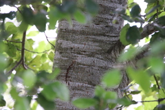 Quercus agrifolia agrifolia