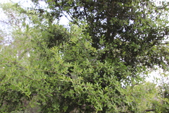 Quercus agrifolia agrifolia