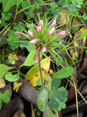 Trifolium stellatum