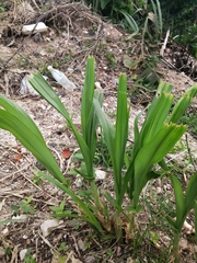 Bletilla striata