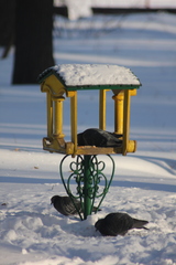 Columba livia domestica