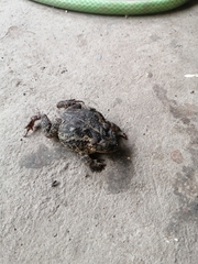 Incilius coccifer