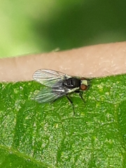 Calycomyza malvae