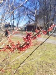 Hamamelis vernalis